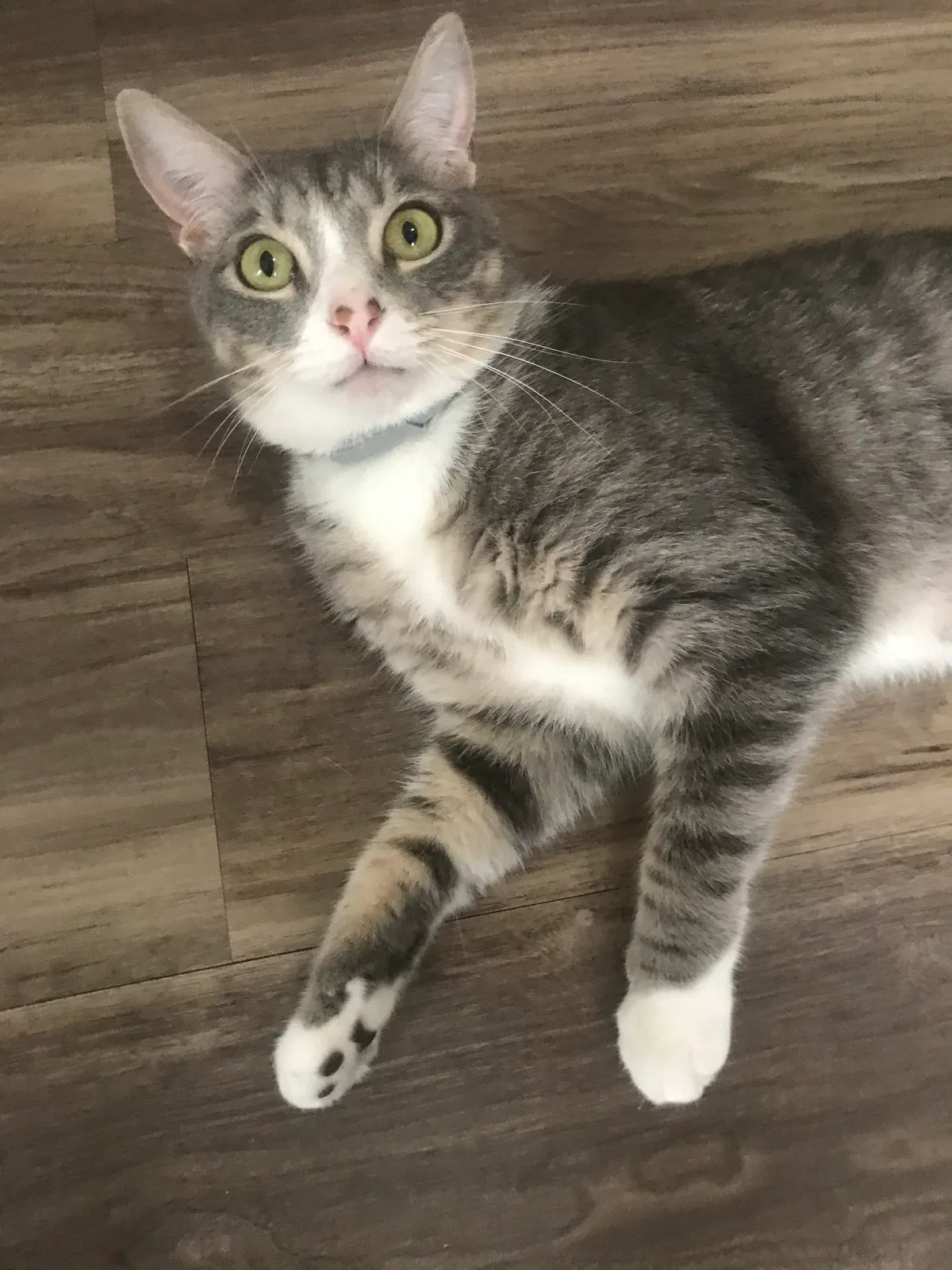 Lost cat in Tallahassee, FL, 32304