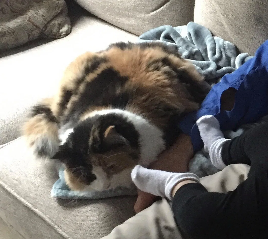 Lost cat in Overland Park, KS, 66221