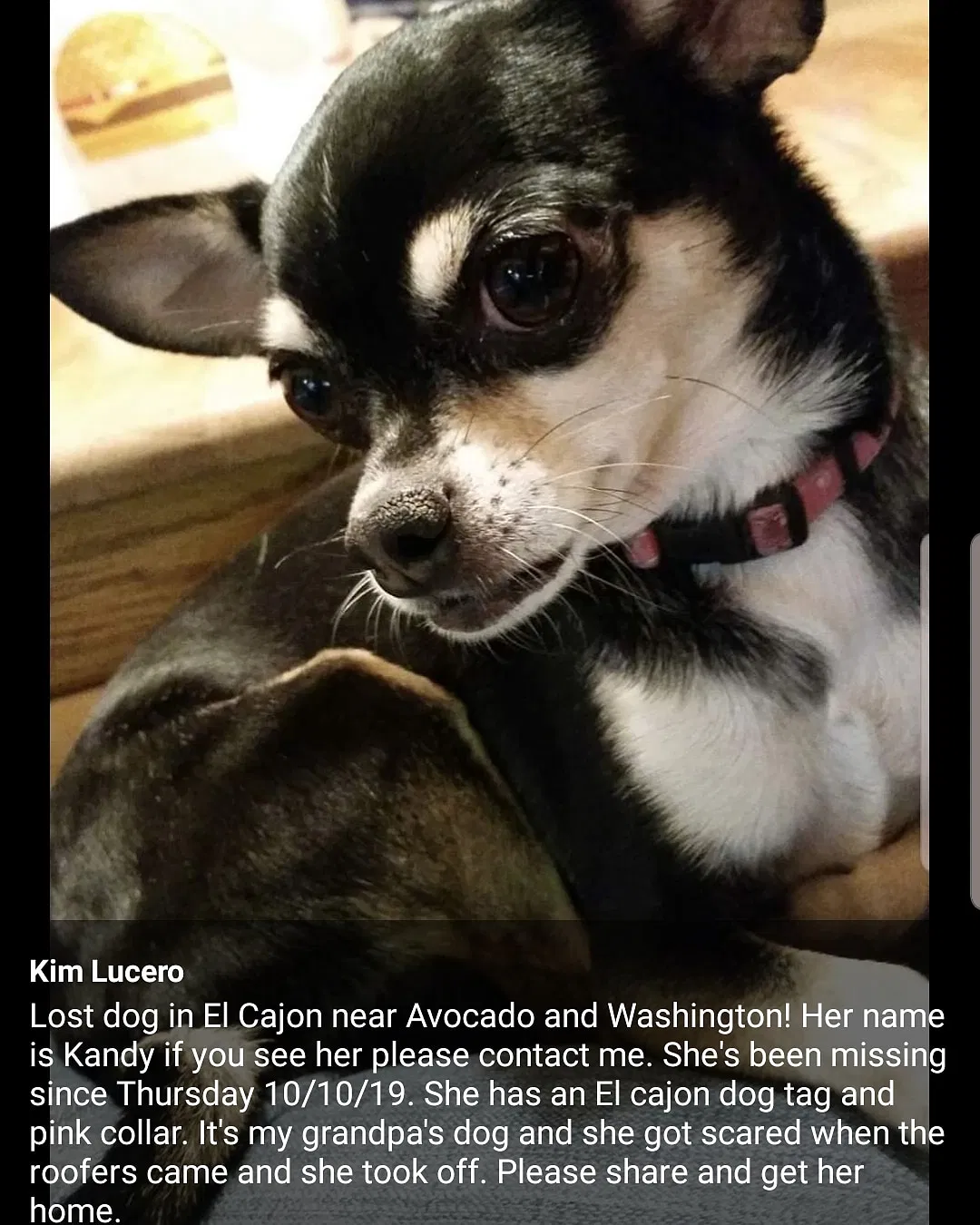 Lost dog in El Cajon, CA, 92020