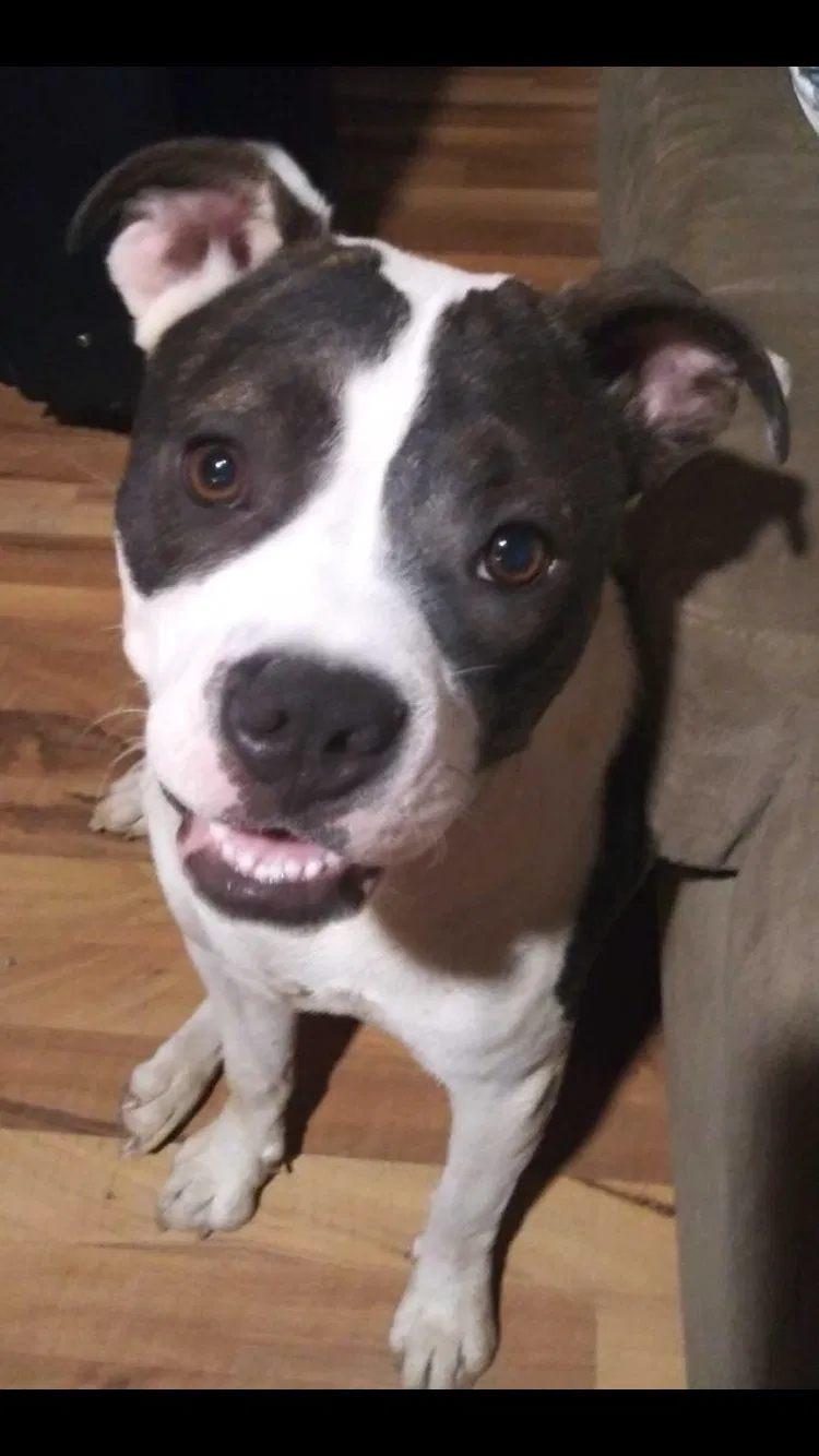 Lost dog in Euless, TX, 76040