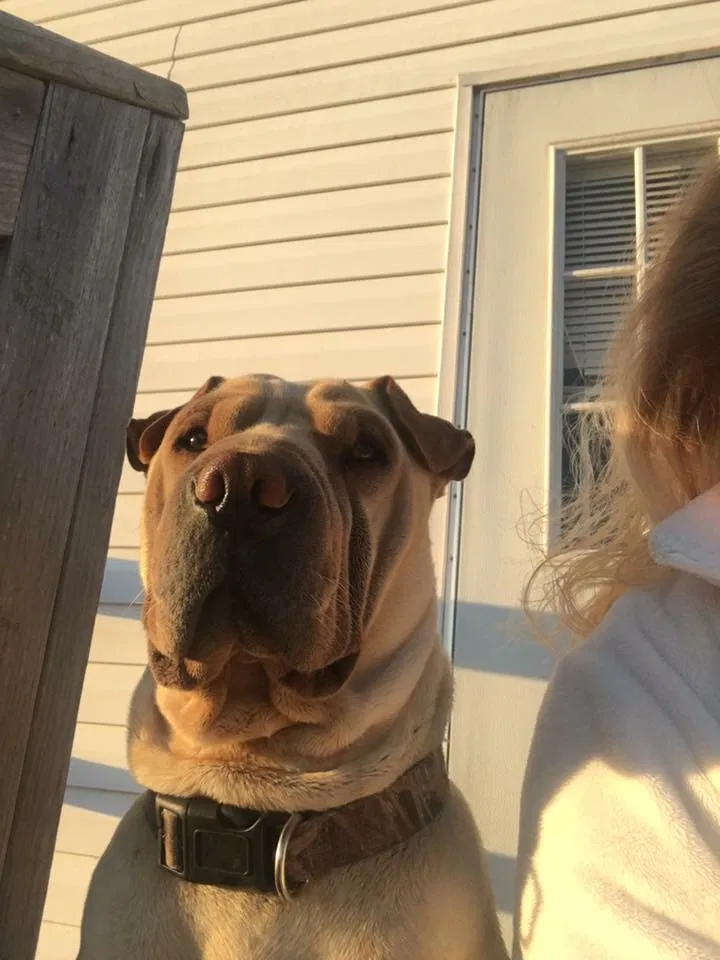 Lost dog in Neosho, MO, 64850