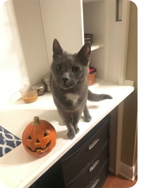 Lost cat in Dalzell, SC, 29040
