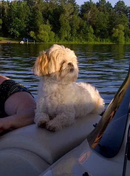 Lost dog in Duluth, MN, 55810