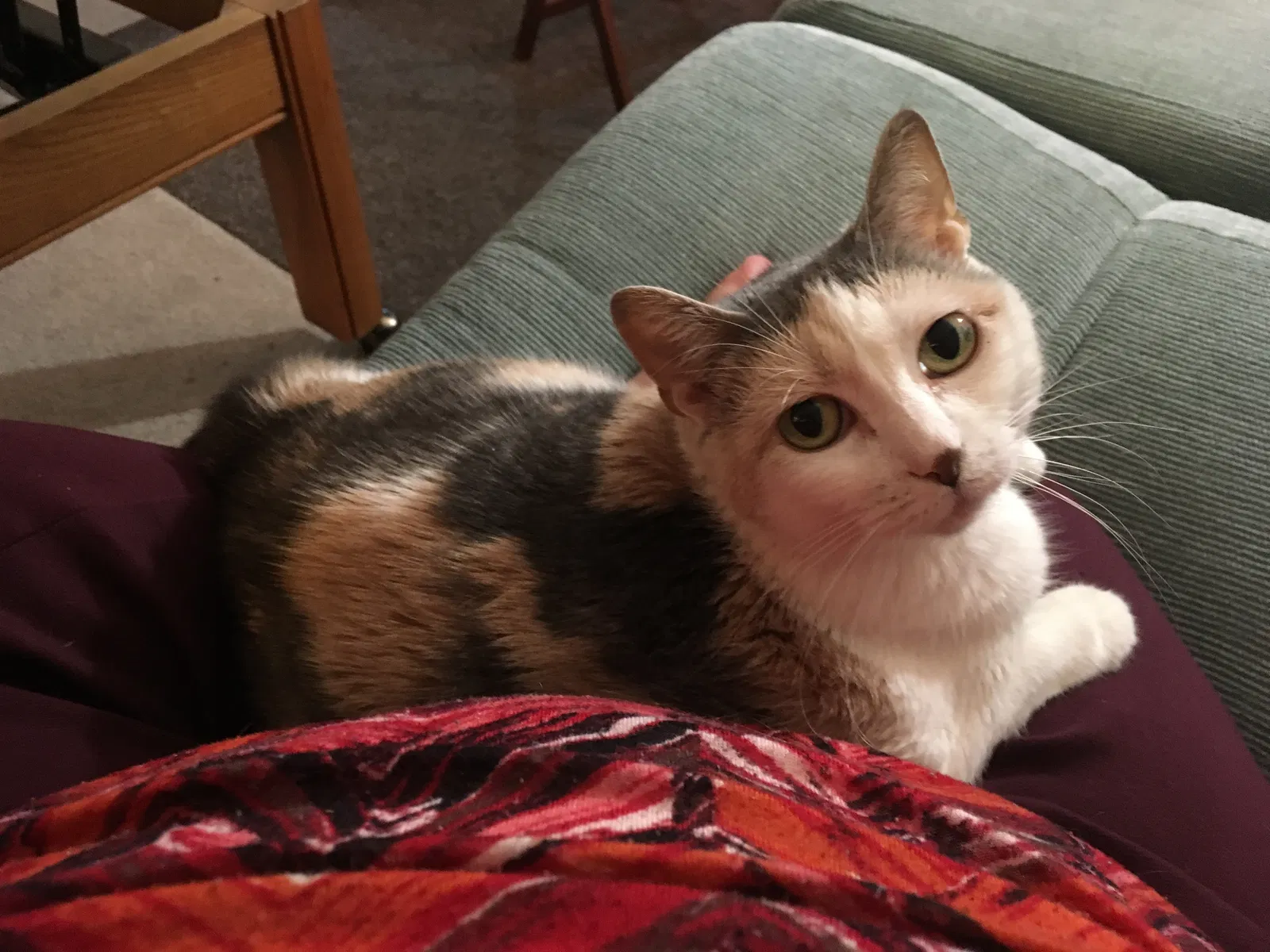 Lost cat in Minneapolis, MN, 55433