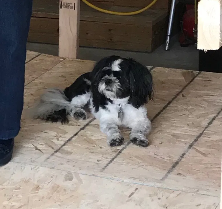 Lost dog in Gaylord, MI, 49735
