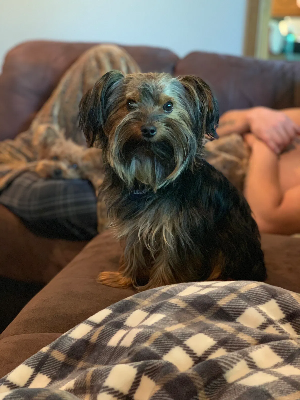 Lost dog in Buffalo Lake, MN, 55314