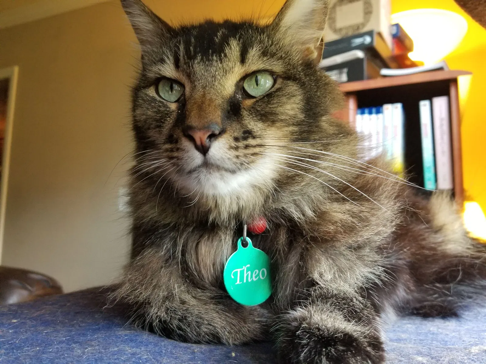 Lost cat in Atlanta, GA, 30316