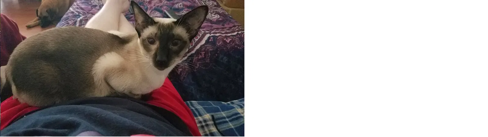 Lost cat in Woodstock, GA, 30189