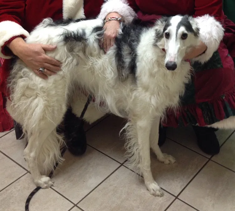 Lost dog in Denver, CO, 80249