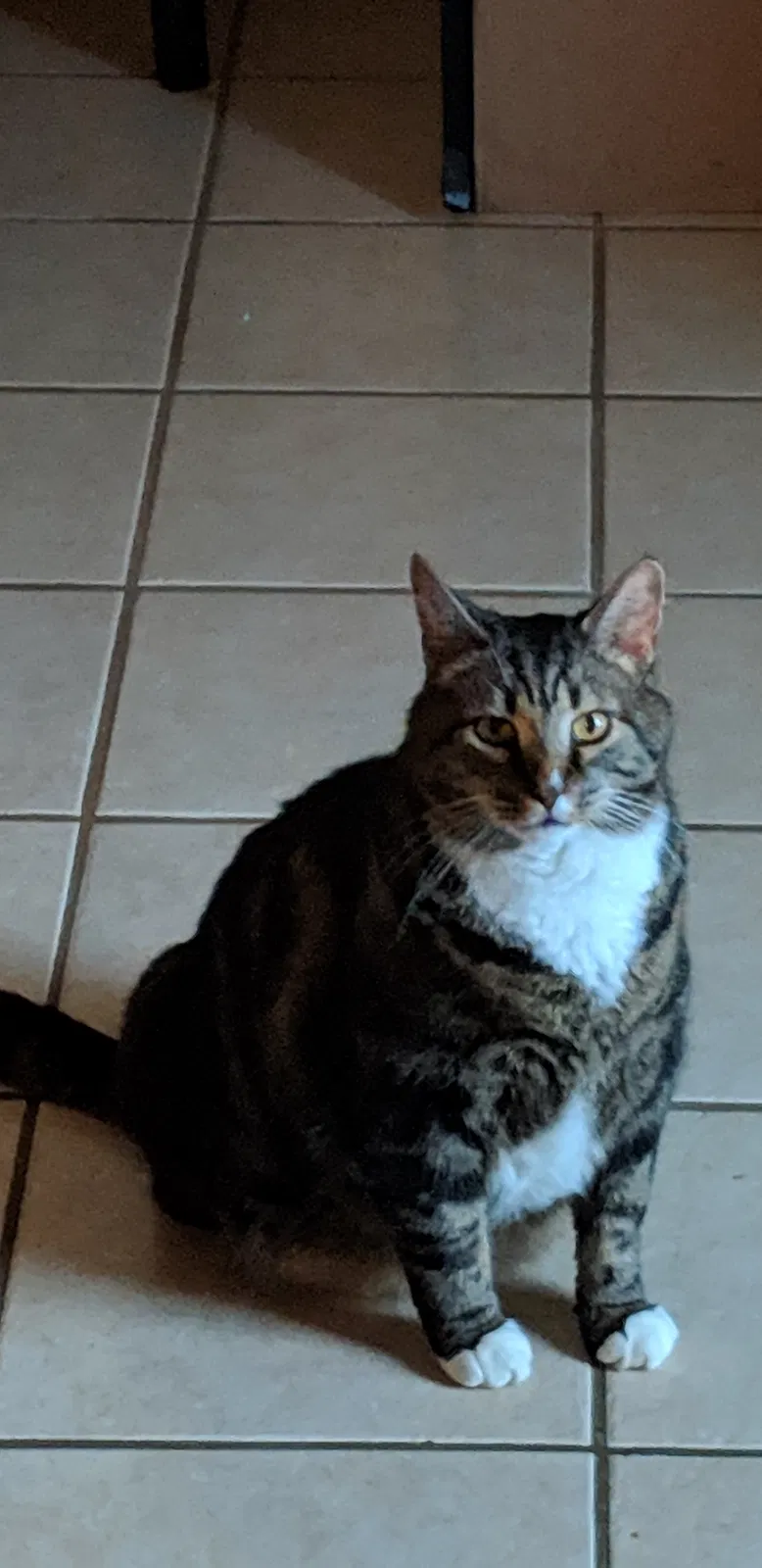 Lost cat in Hilliard, OH, 43026