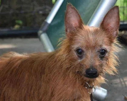 Lost dog in Tulsa, OK, 74133