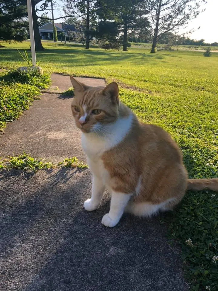 Lost cat in Swanton, OH, 43558