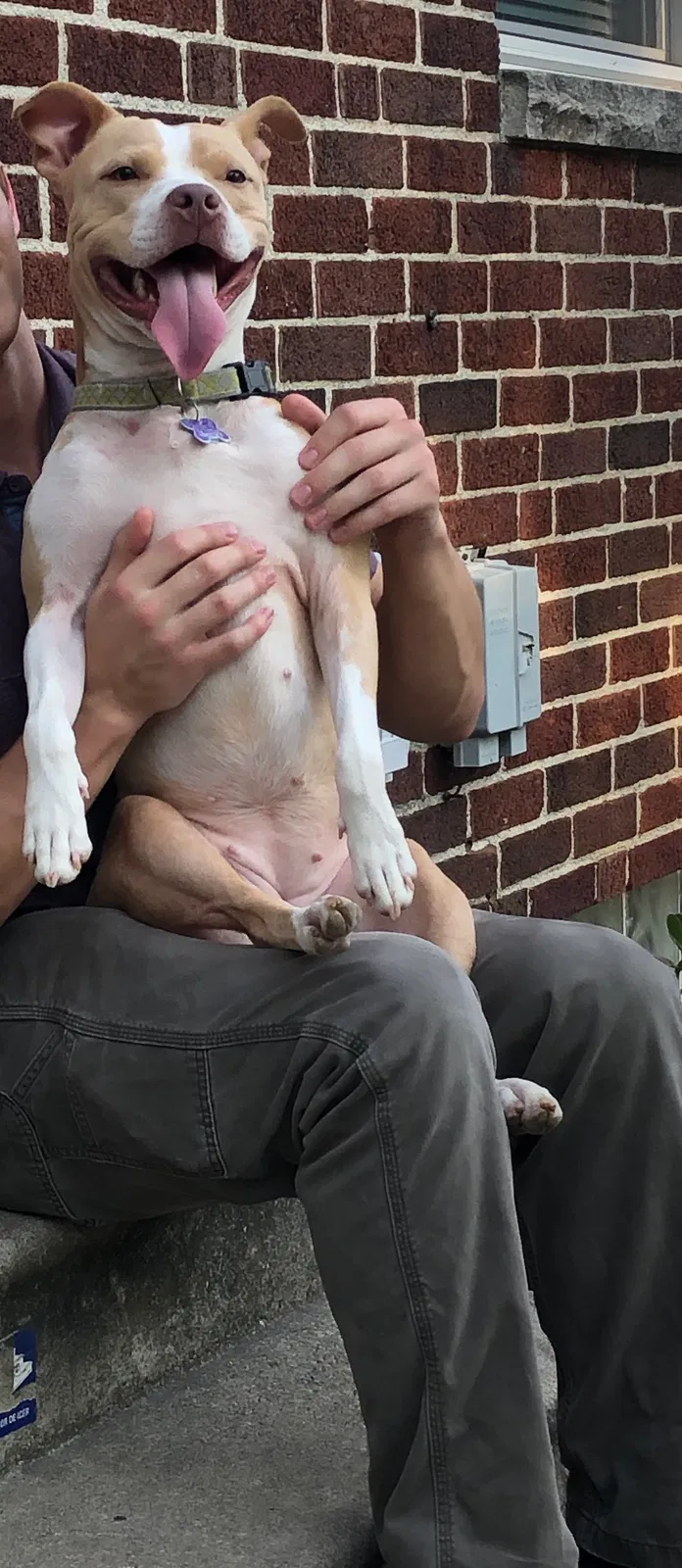 Lost dog in Columbus, OH, 43224