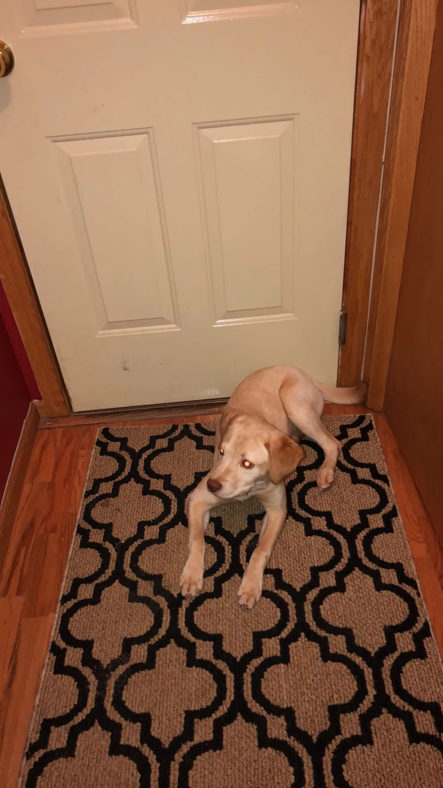 Lost dog in Parkers Prairie, MN, 56361