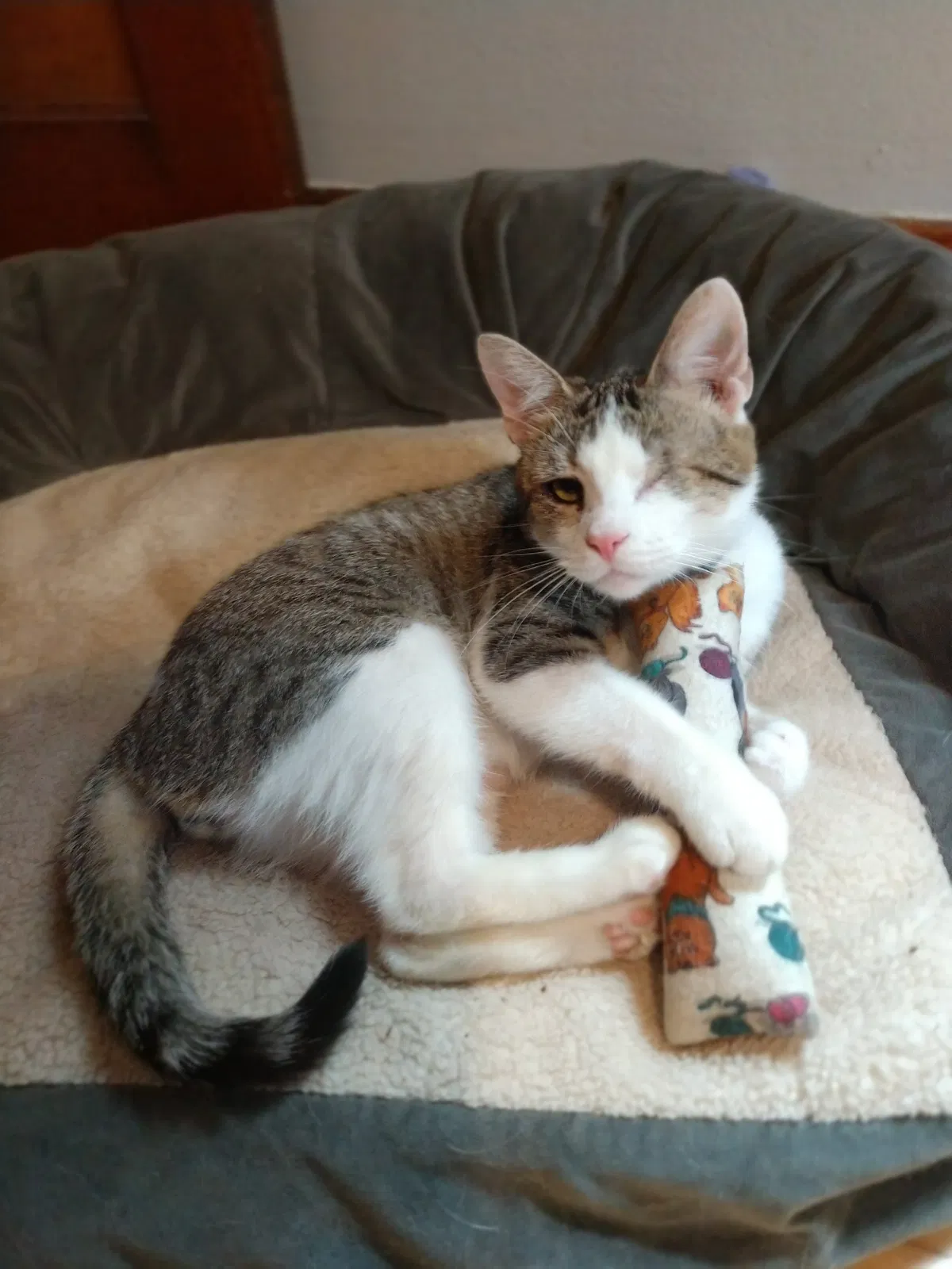 Lost cat in Milwaukee, WI, 53212