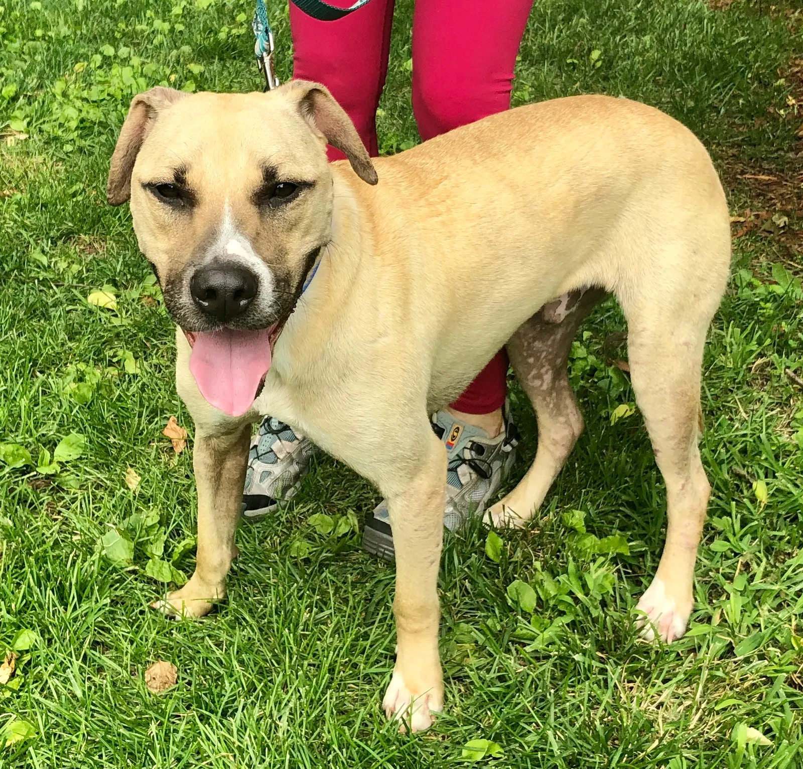 Lost dog in Nashville, TN, 37212