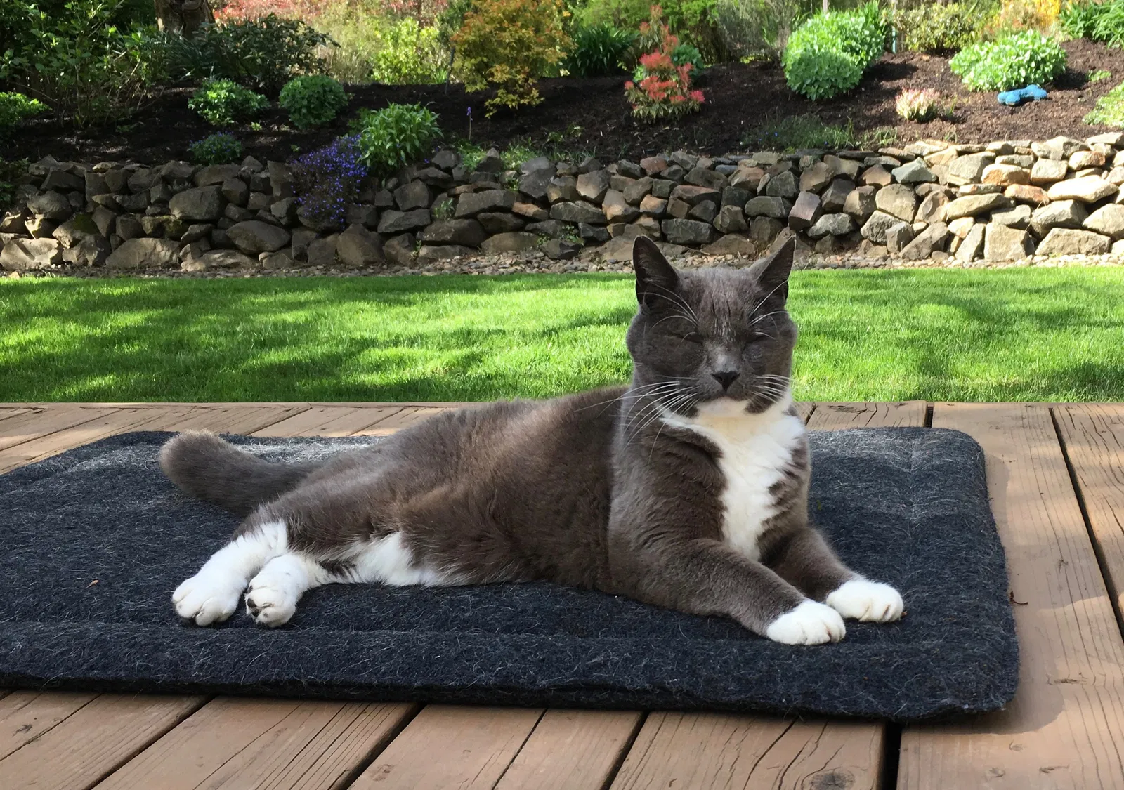 Lost cat in Portland, OR, 97223