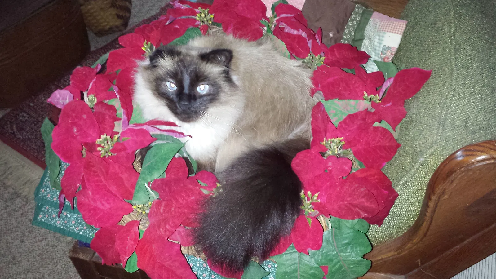 Lost cat in Kent City, MI, 49330