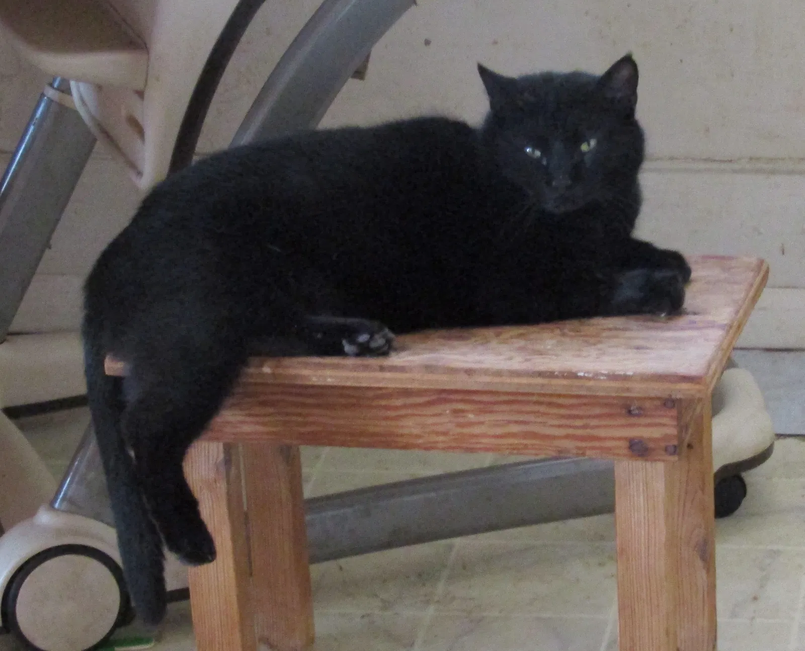 Lost cat in Stafford, VA, 22556