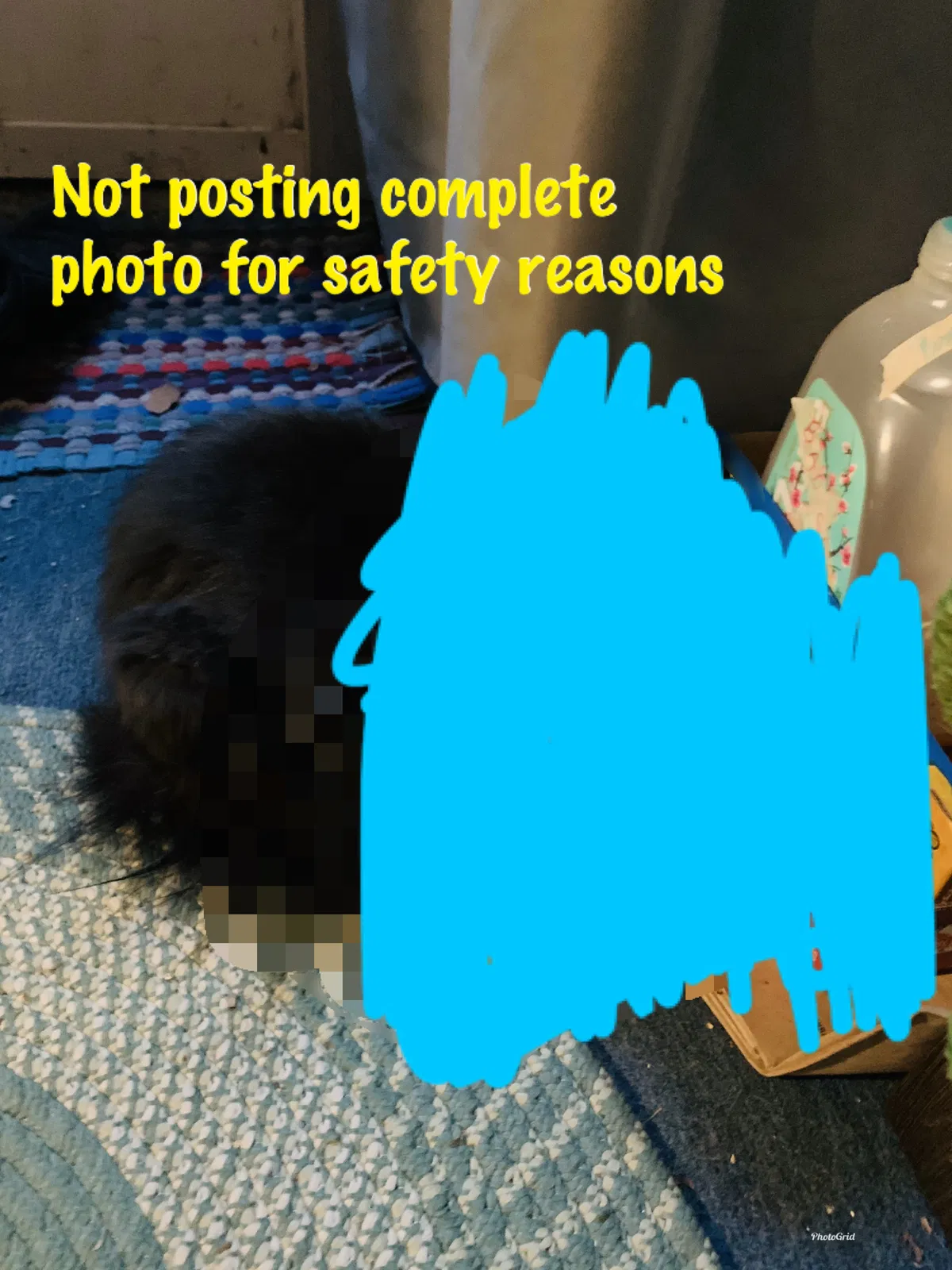 Found cat in Hendersonville, NC, 28791