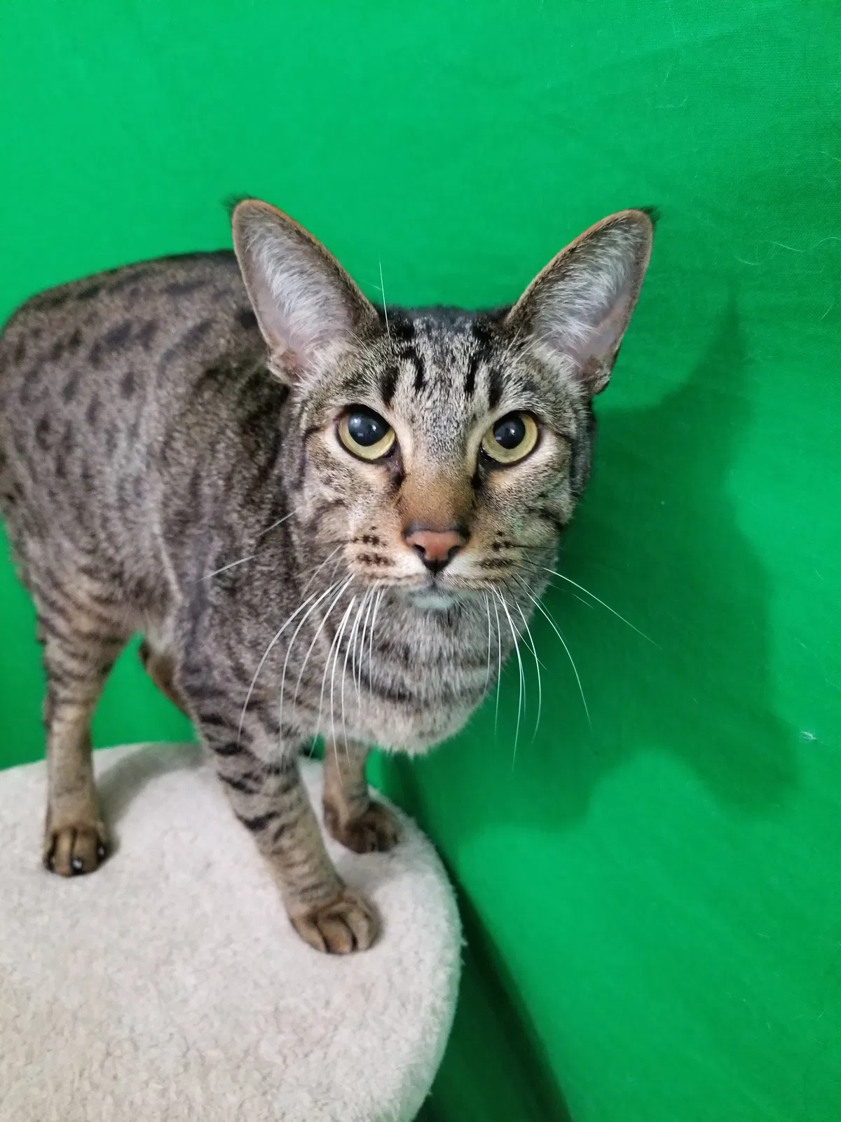 Lost cat in Dublin, OH, 43017