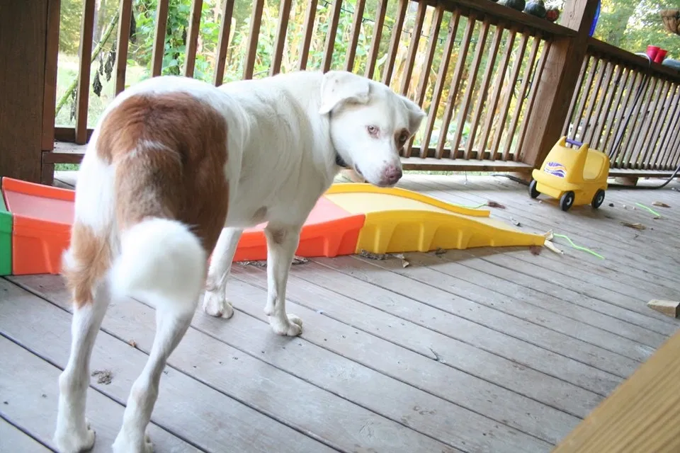 Lost dog in Underwood, IN, 47177