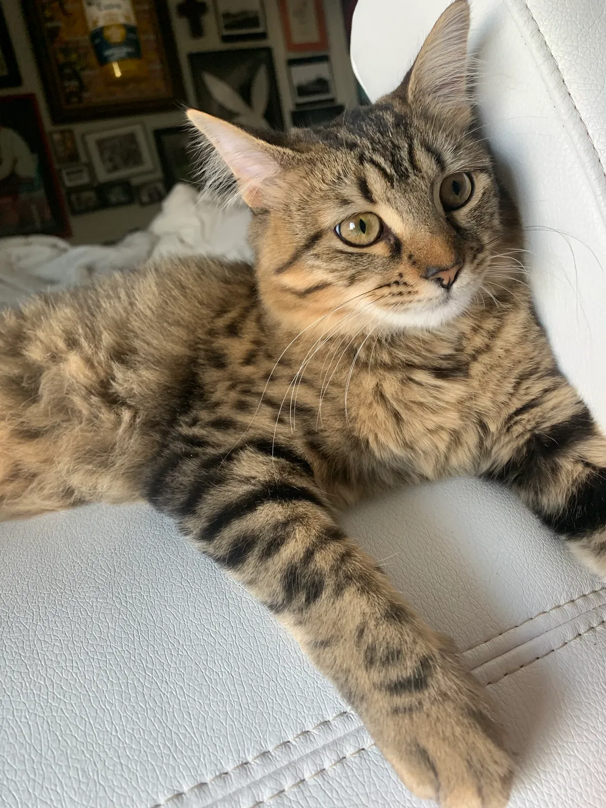 Lost cat in Atlanta, GA, 30310