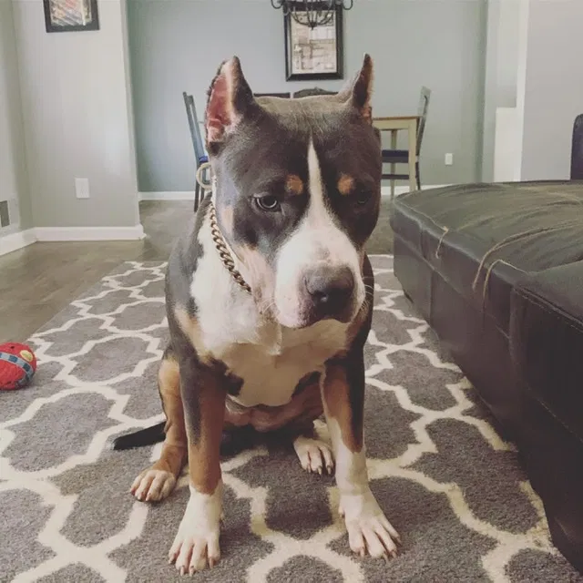 Lost dog in Lilburn, GA, 30047