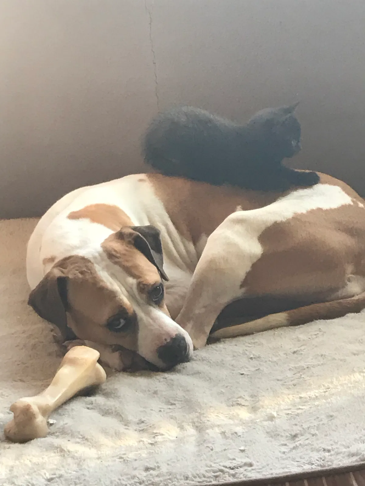 Lost dog in Sartell, MN, 56377