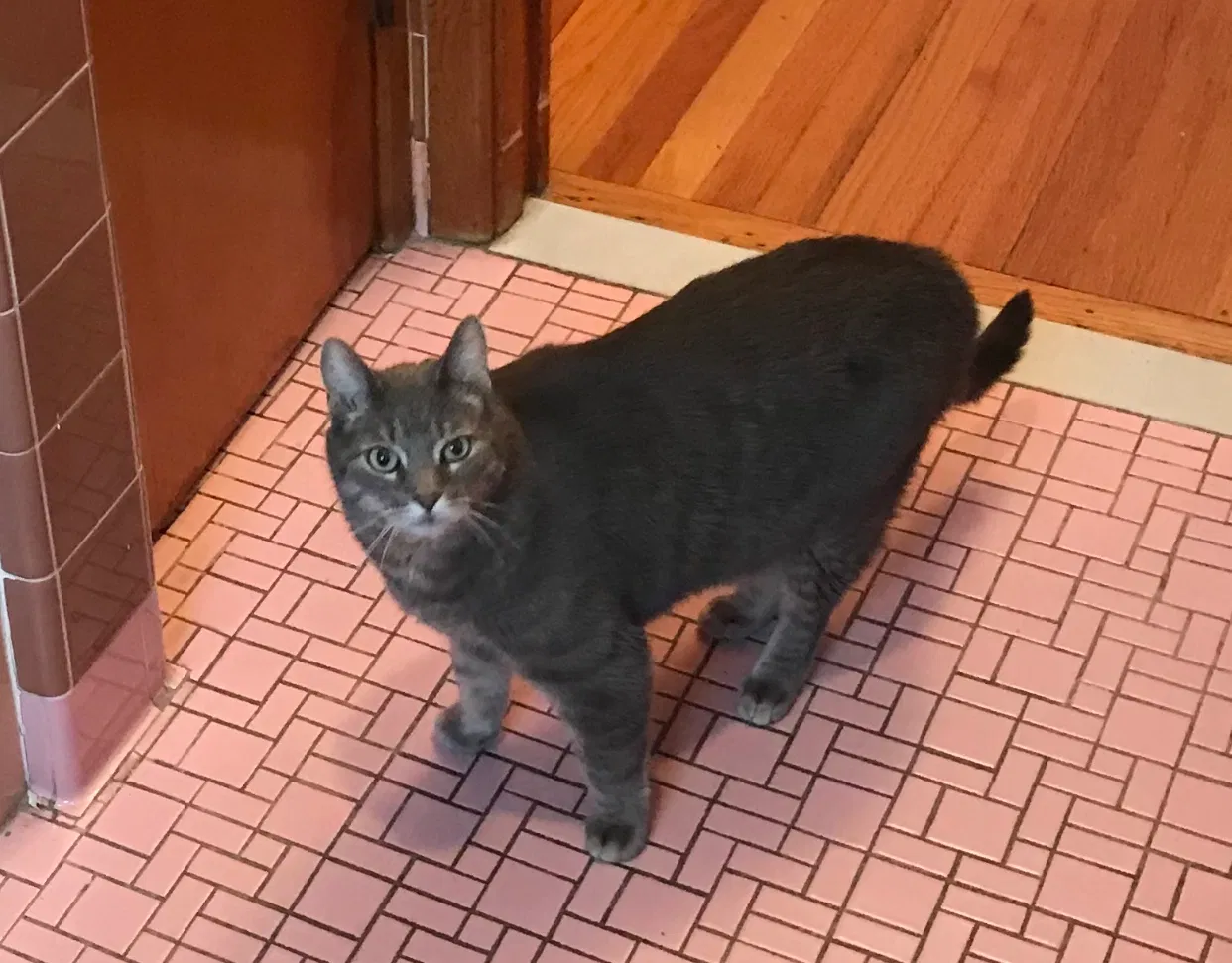 Lost cat in Fords, NJ, 8863