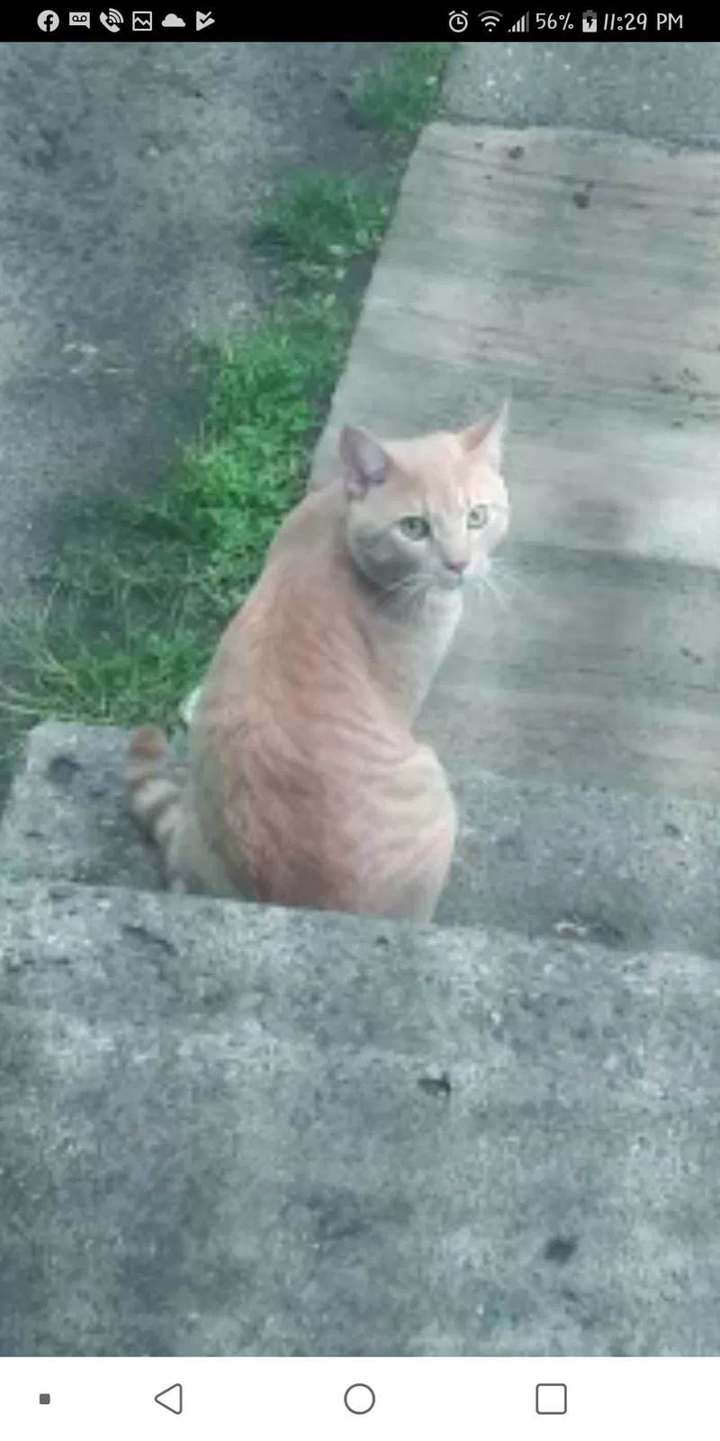 Lost cat in Dearborn Heights, MI, 48127