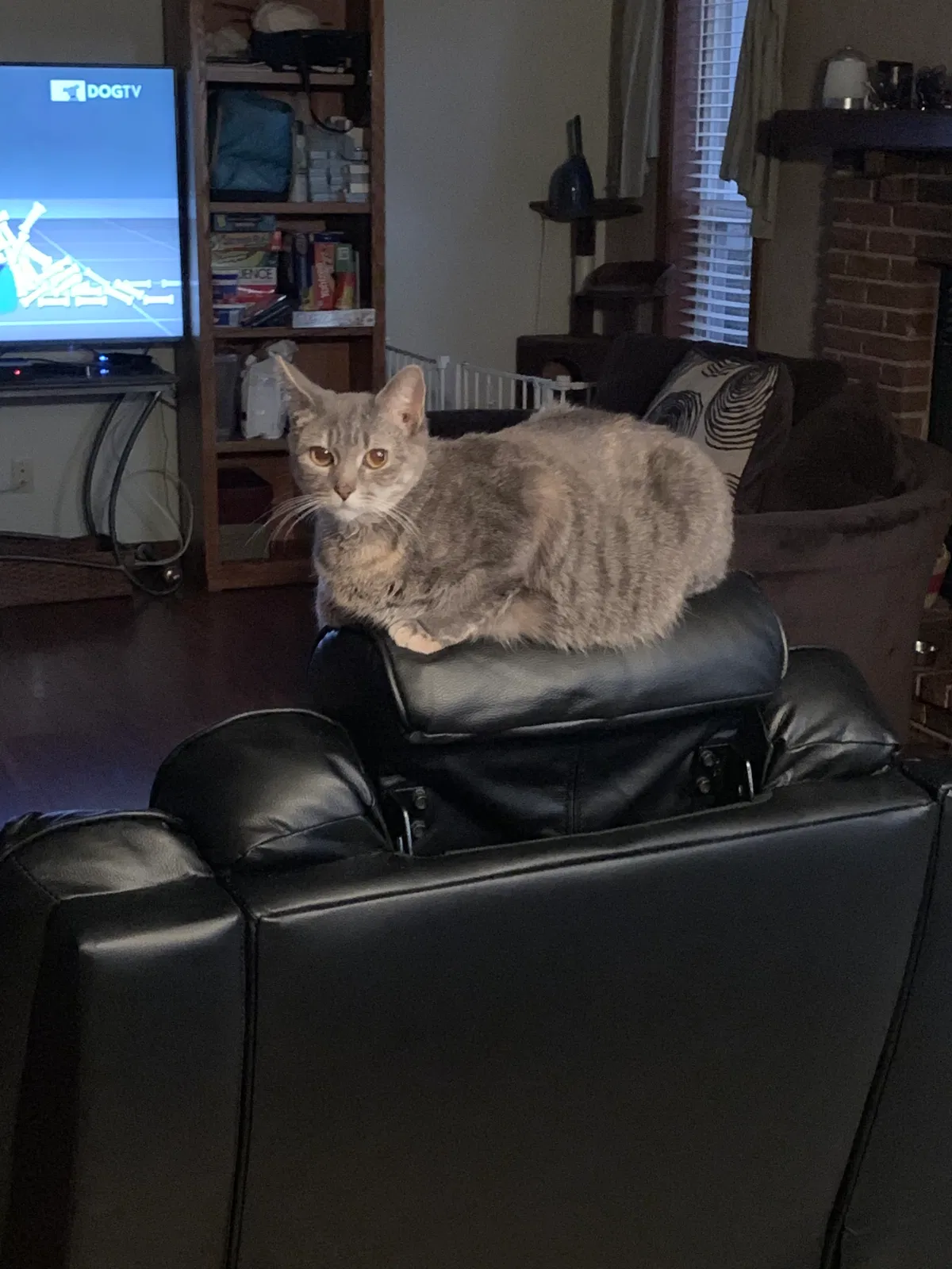 Lost cat in Saint Peters, MO, 63376