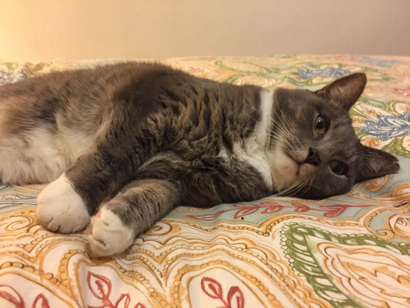 Lost cat in Chicago, IL, 60626