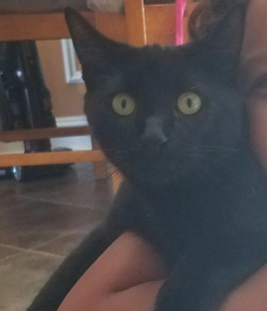 Lost cat in Loris, SC, 29569