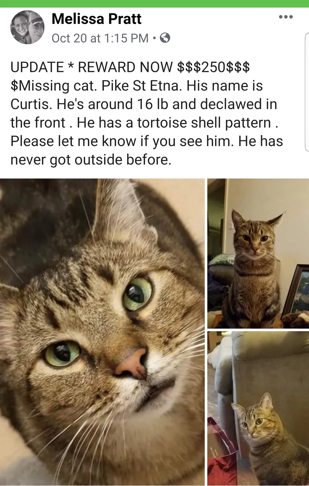 Lost cat in Etna, OH, 43018