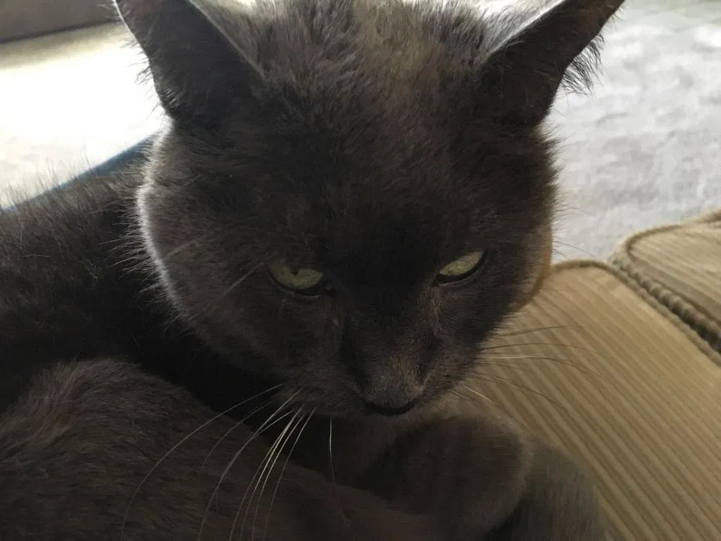 Lost cat in Hilliard, OH, 43026