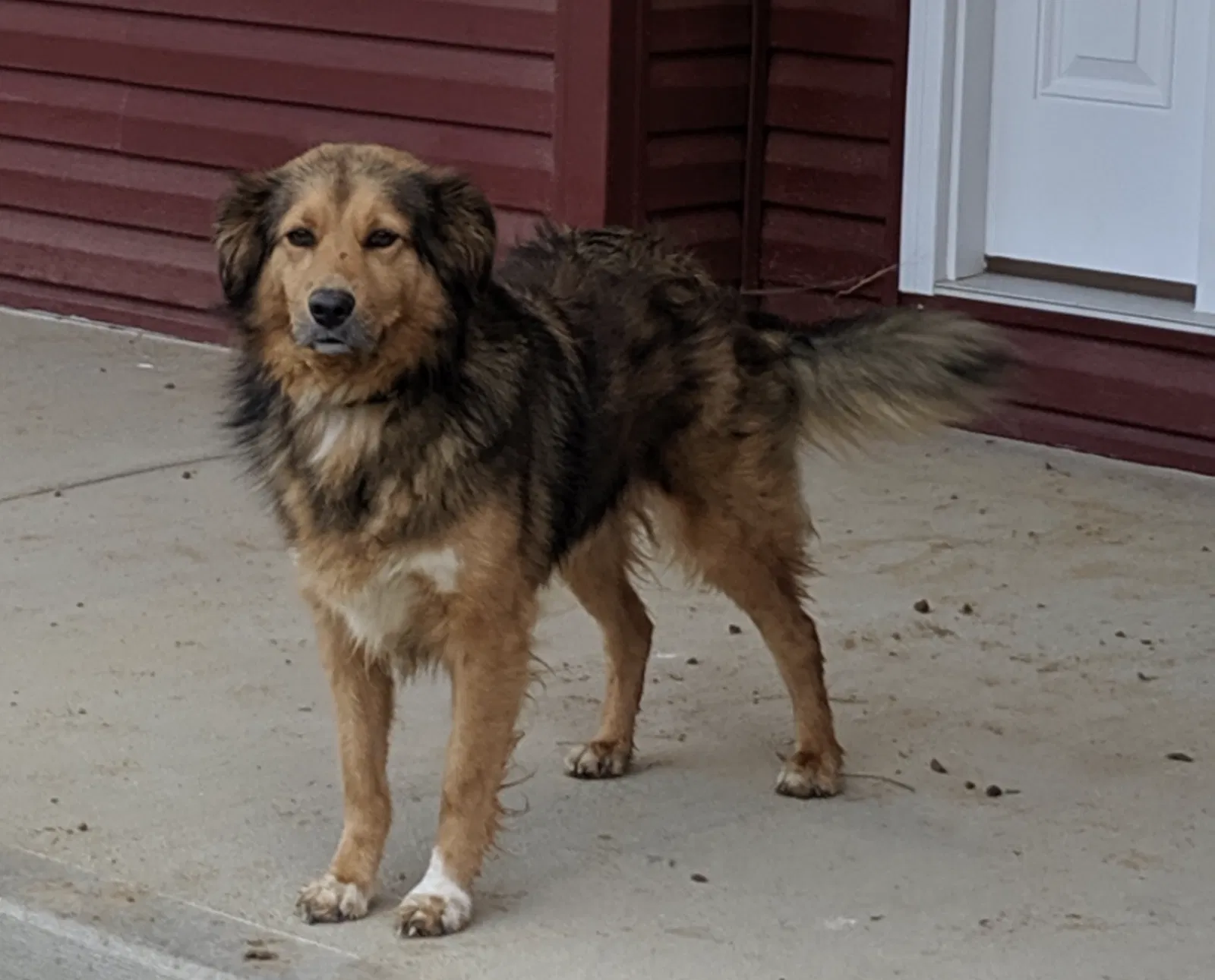 Lost dog in London, OH, 43140