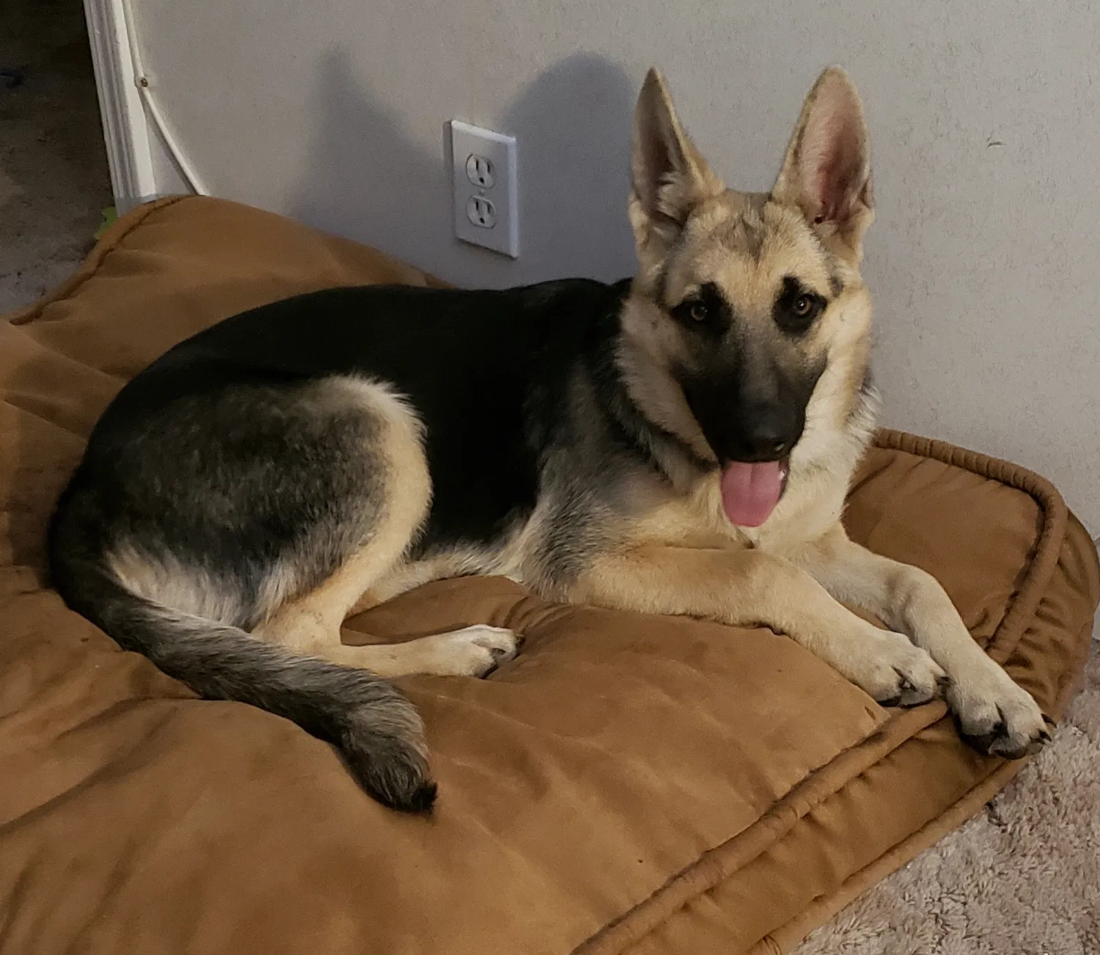 Lost dog in Albuquerque, NM, 87105