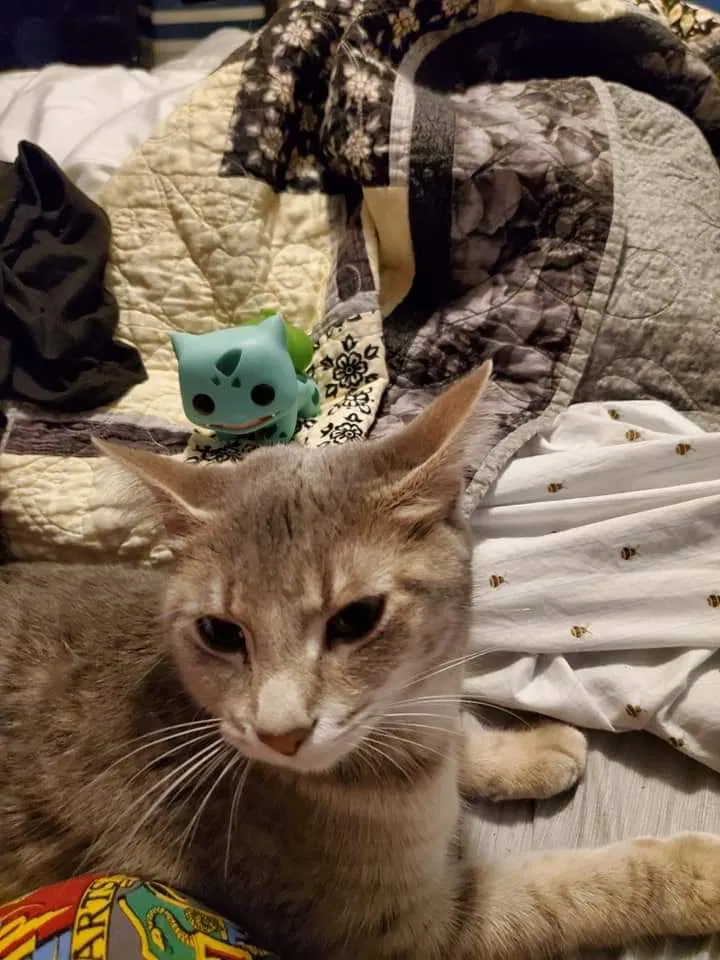 Lost cat in Neenah, WI, 54956