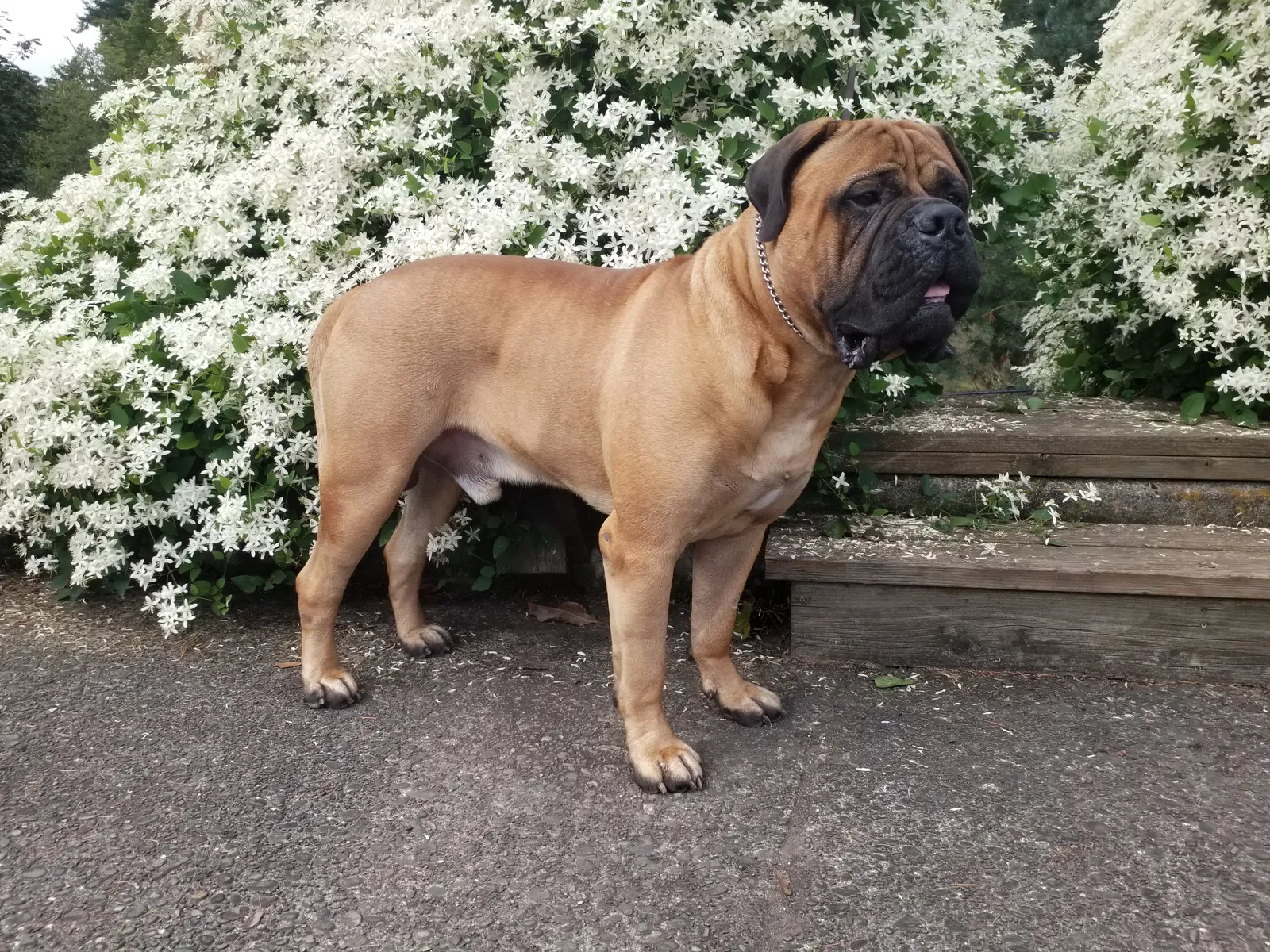 Lost dog in Brownsville, OR, 97327