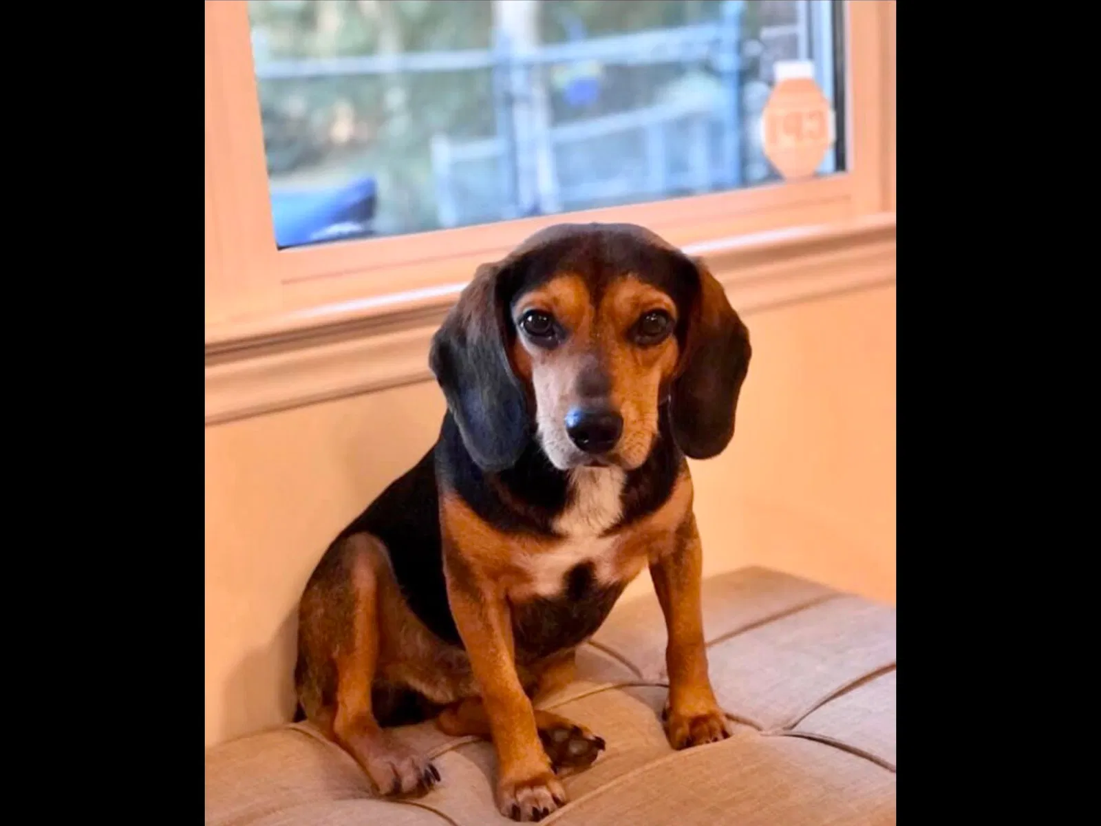 Lost dog in Charlotte, NC, 28278