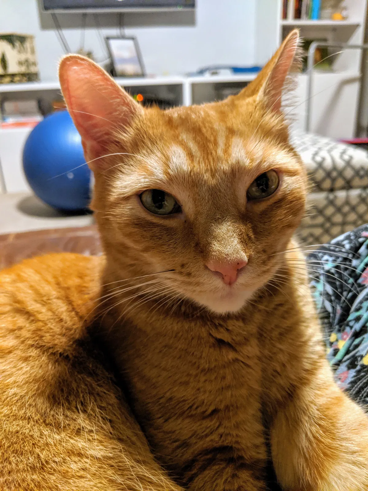 Lost cat in Columbus, OH, 43231