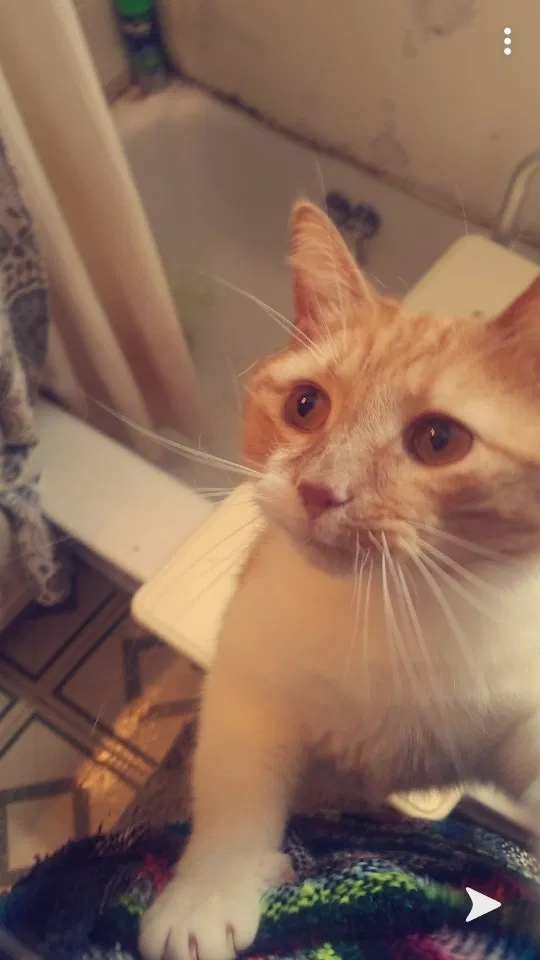 Lost cat in Trenton, OH, 45067