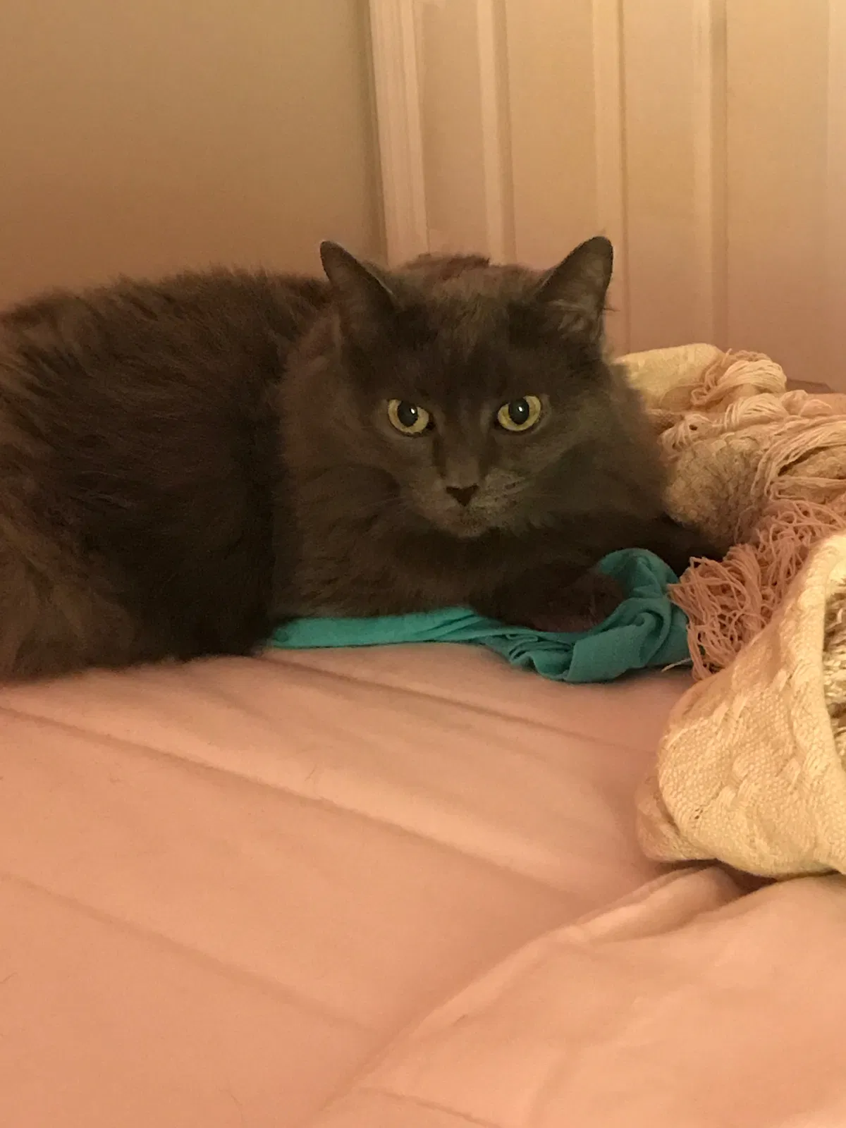 Lost cat in Acworth, GA, 30102