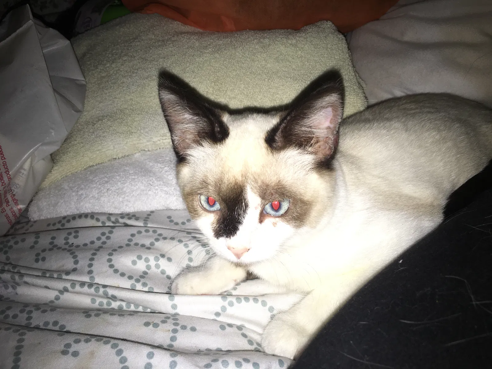 Lost cat in Marina, CA, 93933