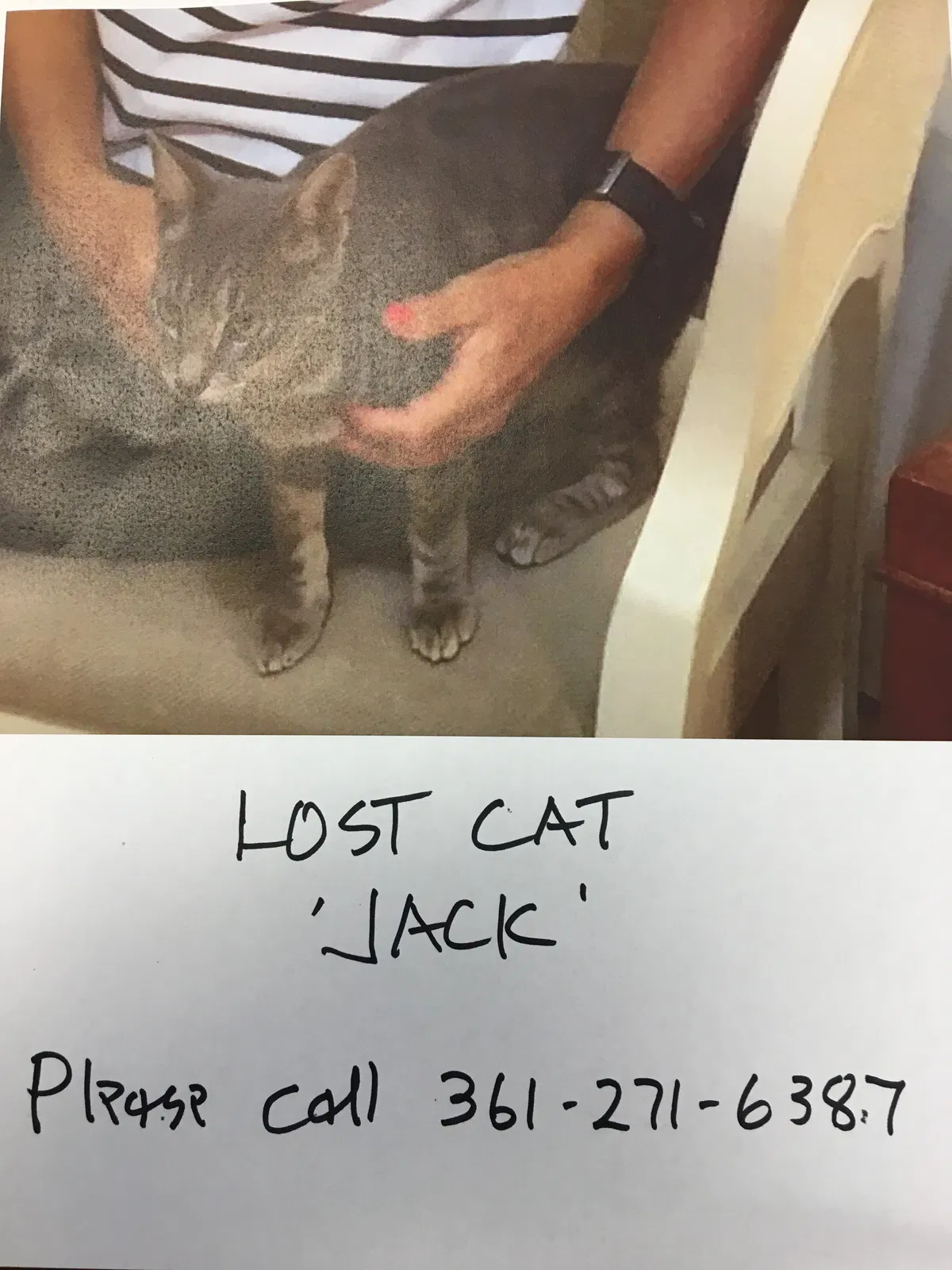 Lost cat in Corpus Christi, TX, 78418