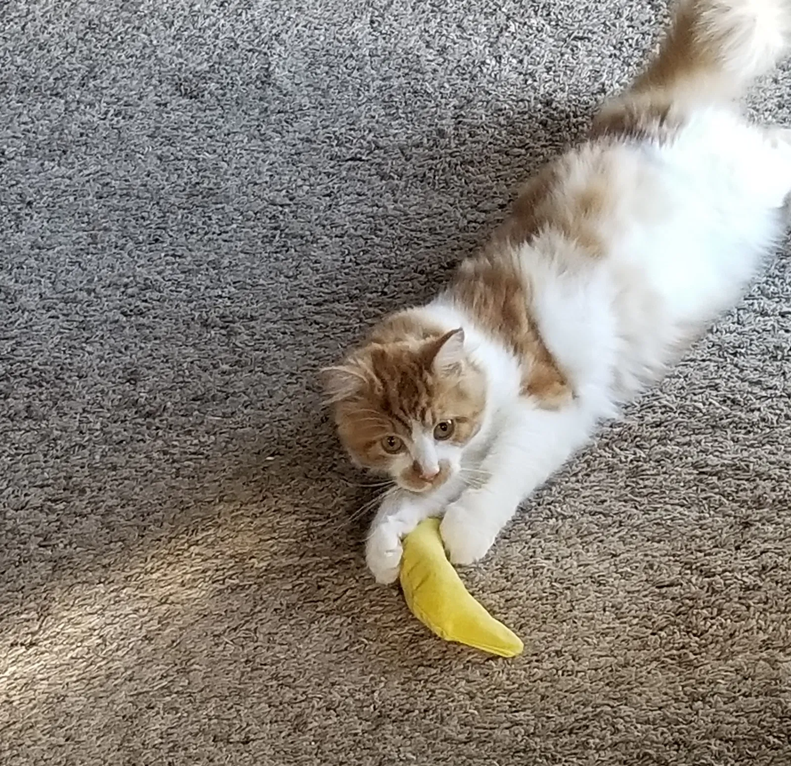 Lost cat in Dallas, OR, 97338