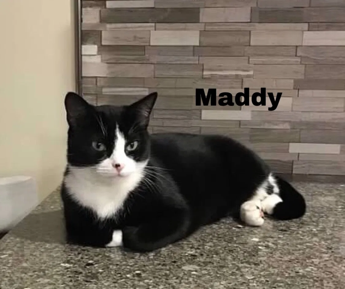 Lost cat in Wexford, PA, 15090