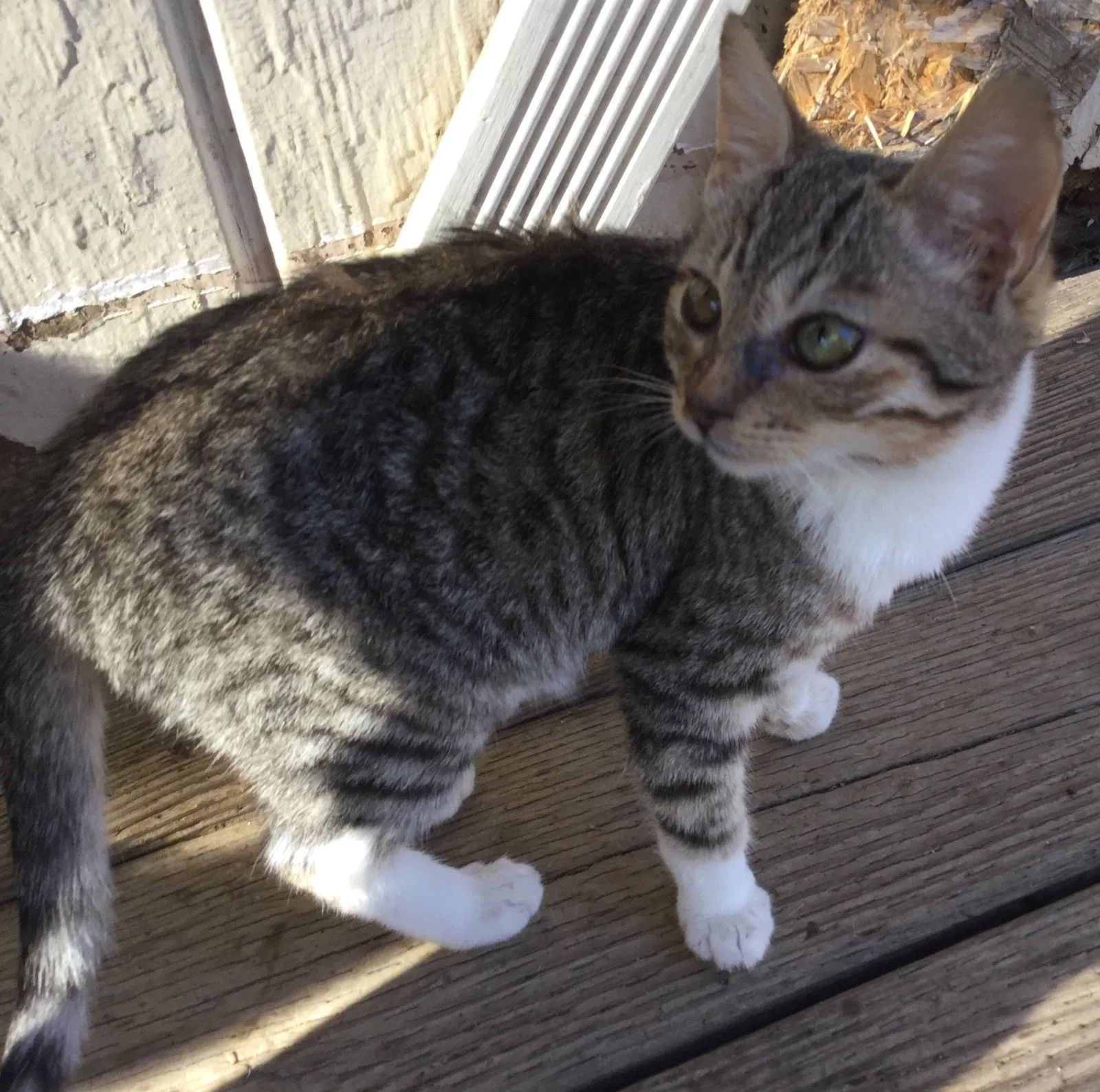 Lost cat in Elk Grove, CA, 95624