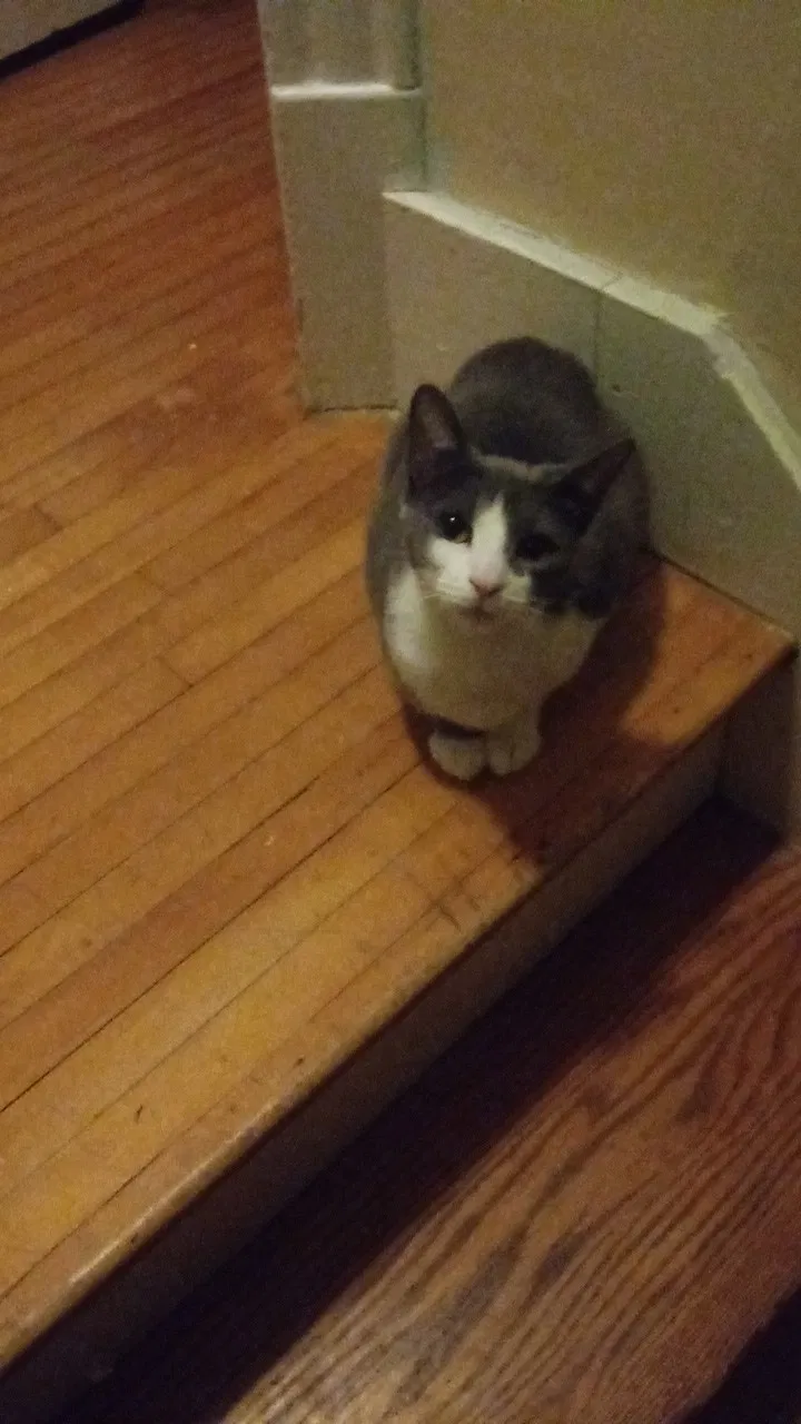 Lost cat in Mukwonago, WI, 53149